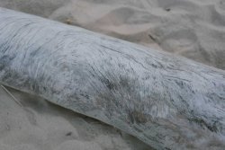 ghazal mizrahi driftwood